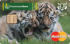 Кредитная карта «Амурский тигр» от банка Россельхозбанк
